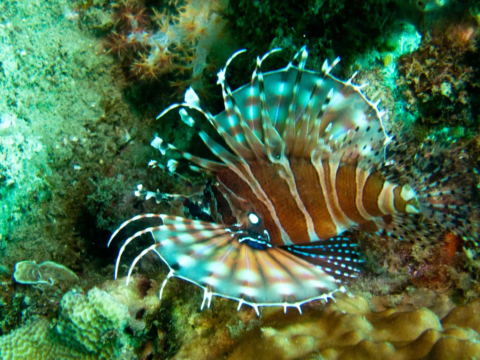A lionfish photographed while diving off Nha Trang.